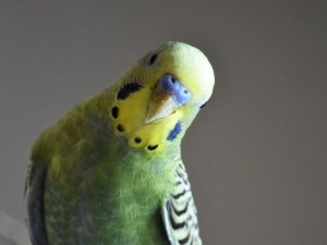 Budgie Pooping Clear Liquid (1 Reason Why, Symptoms + What To Do)
