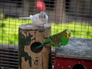 Why Do Budgies Pull Each Other’s Tails? (3 Reasons Why + What To Do)