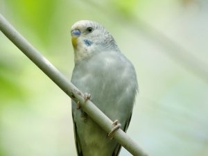 Why Does My Budgie Fly Into Walls? (3 Reasons Why + What To Do)