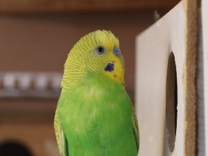 Budgie Running Around The Bottom Of The Cage (2 Reasons Why + What To Do)