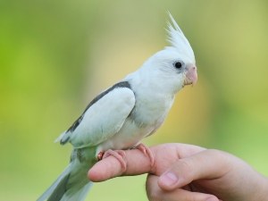 Can You Bathe A Baby Cockatiel? (A Quick Guide)