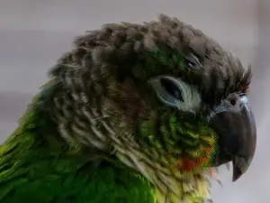 Why Is My Bird Making Whimpering Noises? (3 Reasons Why + What To Do)