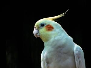 Black Spots On Cockatiel Feathers (3 Reasons Why + What To Do)