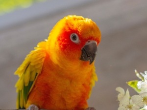 Conure Feathers Turning Black (3 Reasons Why + What To Do)