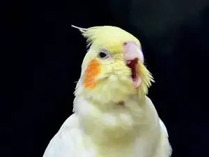 Cockatiel Growth On Side Of Beak (2 Reasons Why + What To Do)