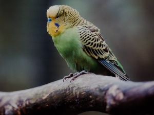 Why Is My Budgie Shaking Its Head? (3 Reasons Why + What To Do)