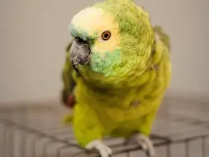 Why Is My Bird Regurgitating So Much? (3 Reasons Why + What To Do)