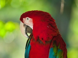 How To Know If A Parrot Is Angry (6 Signs To Look For)