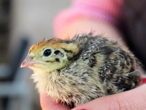 Quail Chick Feet Problems (3 Reasons Why + What To Do)