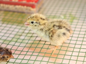 Quail Chick Leg Problems (3 Things To Look Out For + What To Do)