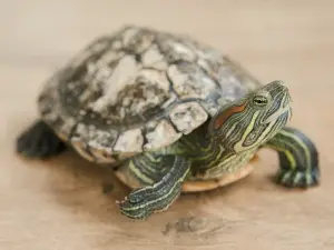 Why Is My Turtle Always Begging For Food? (2 Reasons Why + What To Do)