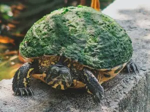 Why Is My Turtle Biting Everything? (7 Reasons Why)