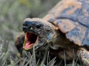 Baby Tortoise Gasping (2 Reasons Why + What To Do)