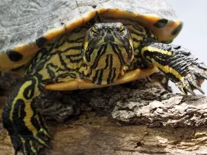 Turtle With White Spots On Head (3 Reasons Why + What To Do)