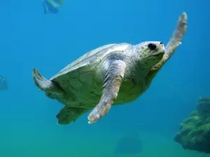 Turtle Hiccups (3 Causes + What To Do)